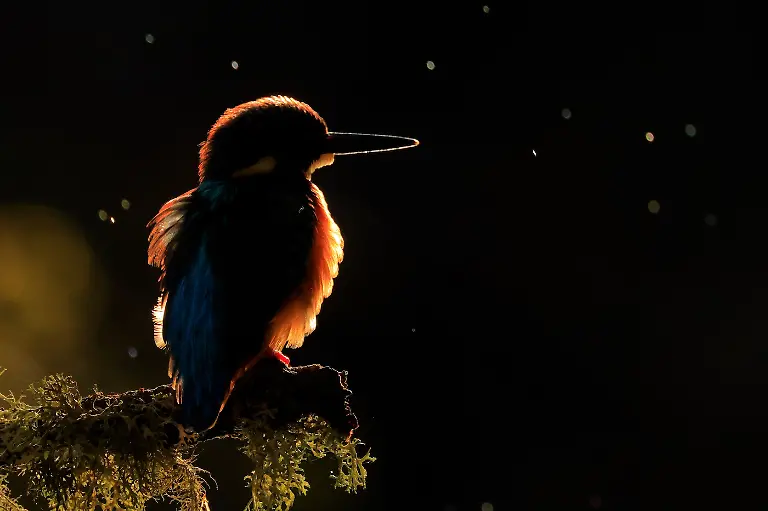 Finalist-Young-Backlight-Andres Luis Dominguez Blanco-CUPOTY 7-WEB